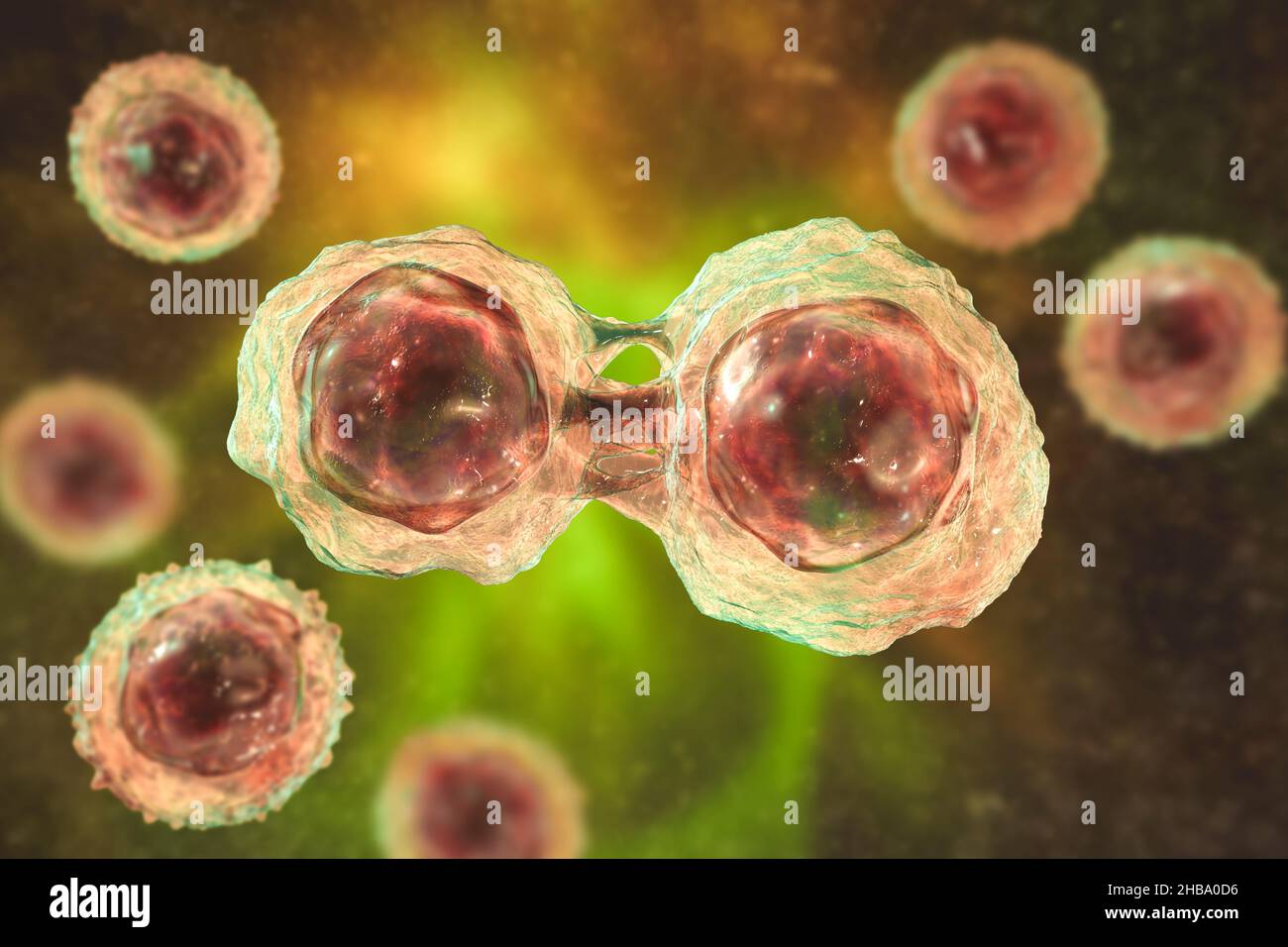 Divisione delle cellule staminali, illustrazione. Foto Stock