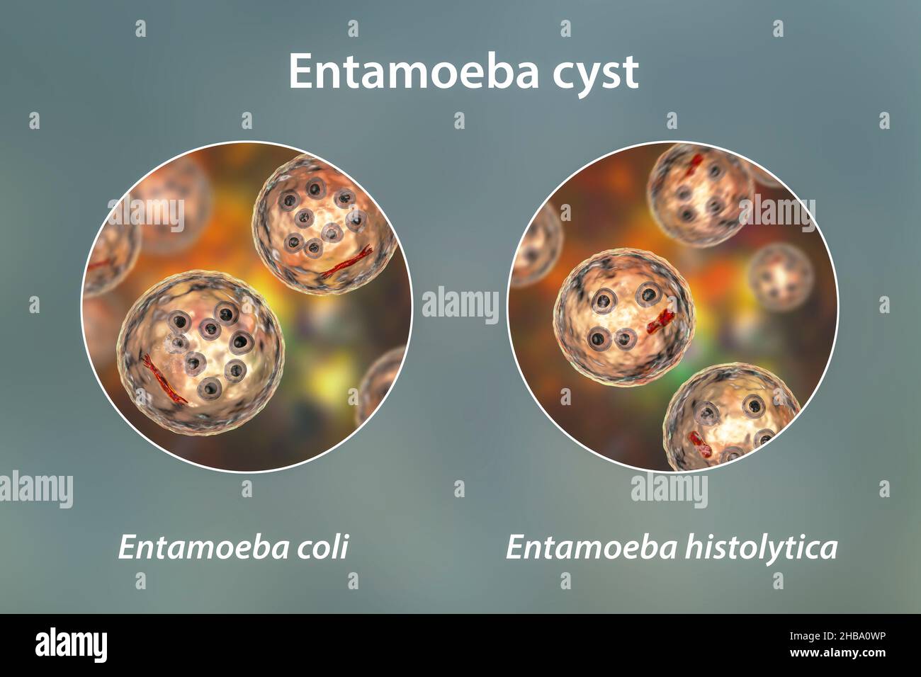 Cisti di Entamoeba protozoi, E. coli ed E. histolityca, illustrazione al computer. E. coli è un'ameba non patogena, la sua cisti è di 15-25 micrometri, ha otto nuclei e barra cromatoidale allungata con estremità schegge (rosso scuro). L'istolitica è un protozoano parassita che causa dissenteria amebica nell'uomo dopo l'ingestione di cisti infettivi in cibo o acqua contaminati. La cisti matura di E. istolitica è di 10-20 micrometri, ha quattro nuclei e barra cromatoidale allungata arrotondata (rosso scuro). Foto Stock