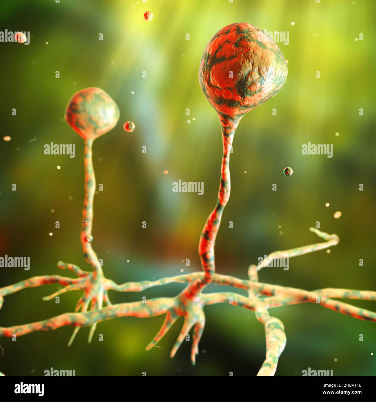 Fungo Rhizopus, illustrazione. Alcune specie di Rhizopus sono agenti opportunistici di esseri umani che causano la mucormicosi, una grave infezione fungina, di solito in p Foto Stock