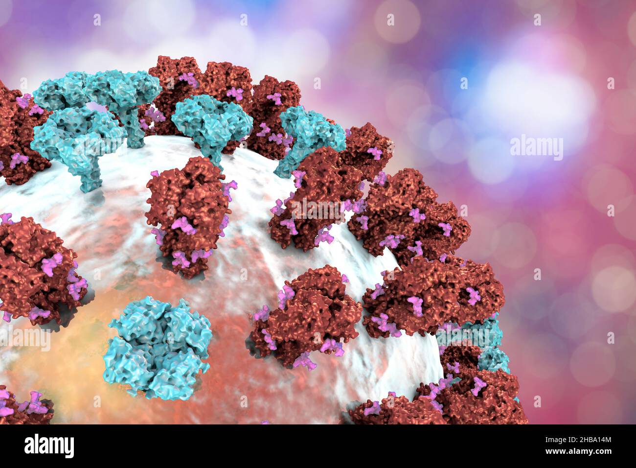 Virus influenzale. Illustrazione che mostra un virus influenzale con picchi di glicoproteina superficiale emagglutinina (ha, trimero, rosso) e neuraminidasi (NA, tetramero, blu). I componenti glicani dei picchi di emoagglutinina sono rosa. L'emoagglutinina partecipa all'attacco di un virus alle cellule respiratorie umane e la neuraminidasi partecipa ad un rilascio di virus da una cellula. Foto Stock