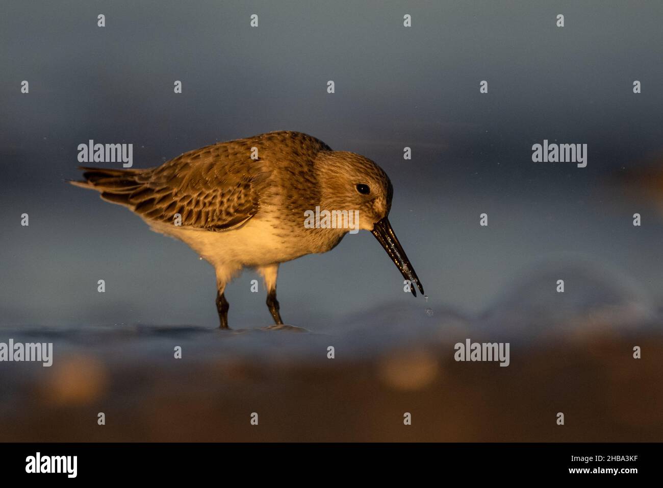 Dunlin (Calidris alpina, ), la costa del Mar Mediterraneo, Turchia Foto Stock