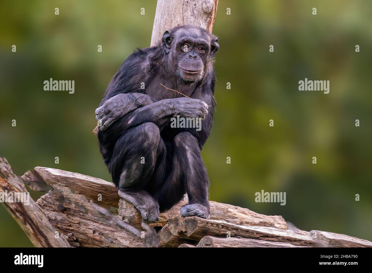 uno scimpanzee occidentale seduto si rilassa Foto Stock