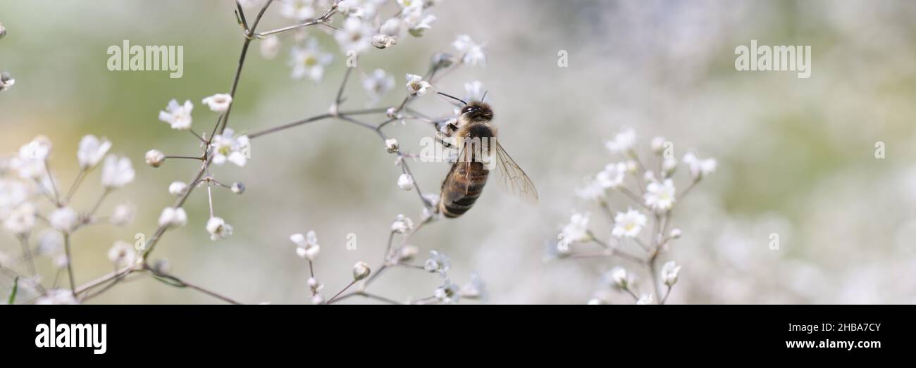 Ape sul fiore della gypsophila in primo piano del giardino bello Foto Stock