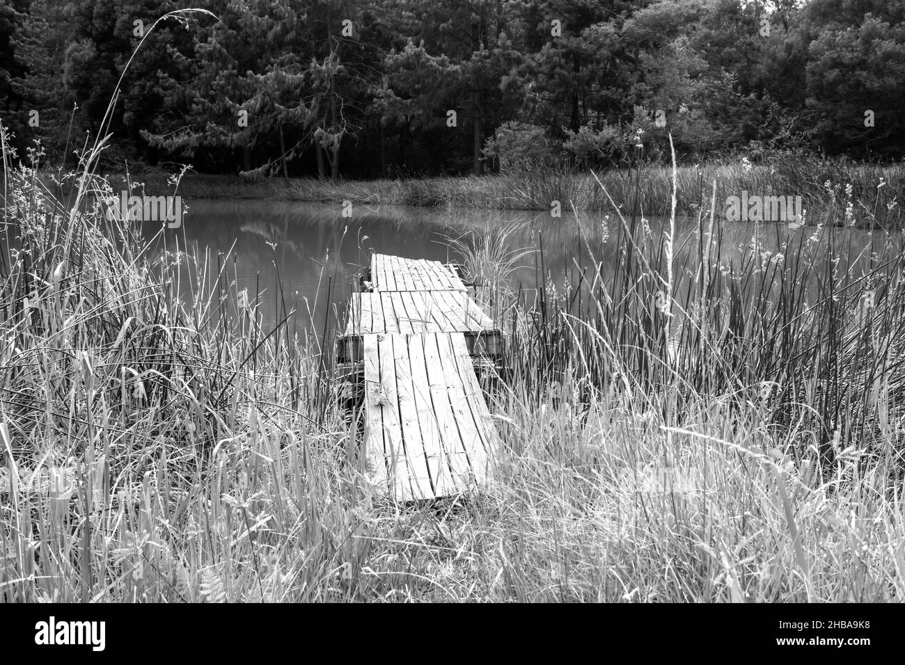 Vista in bianco e nero di un vecchio molo di rickety che si estende in un piccolo lago di pesca Foto Stock