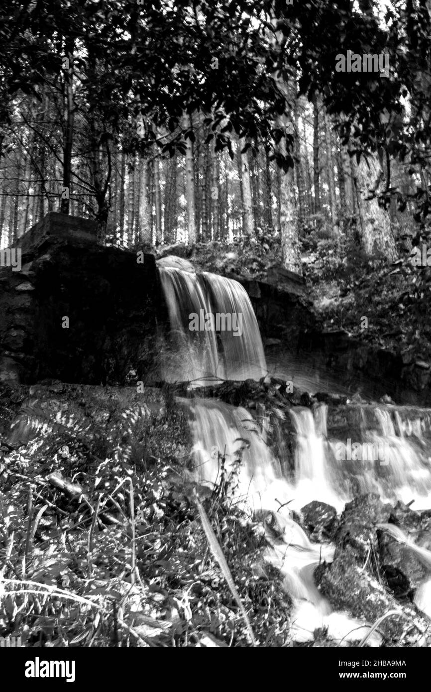 Una piccola cascata artificiale, in bianco e nero, ai margini di una piantagione di pini a Magoebaskloof, Sudafrica. Foto Stock