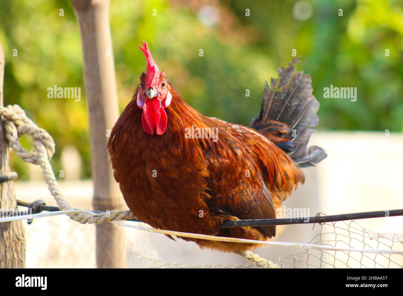 gallina marrone e grigia in giardino Foto Stock