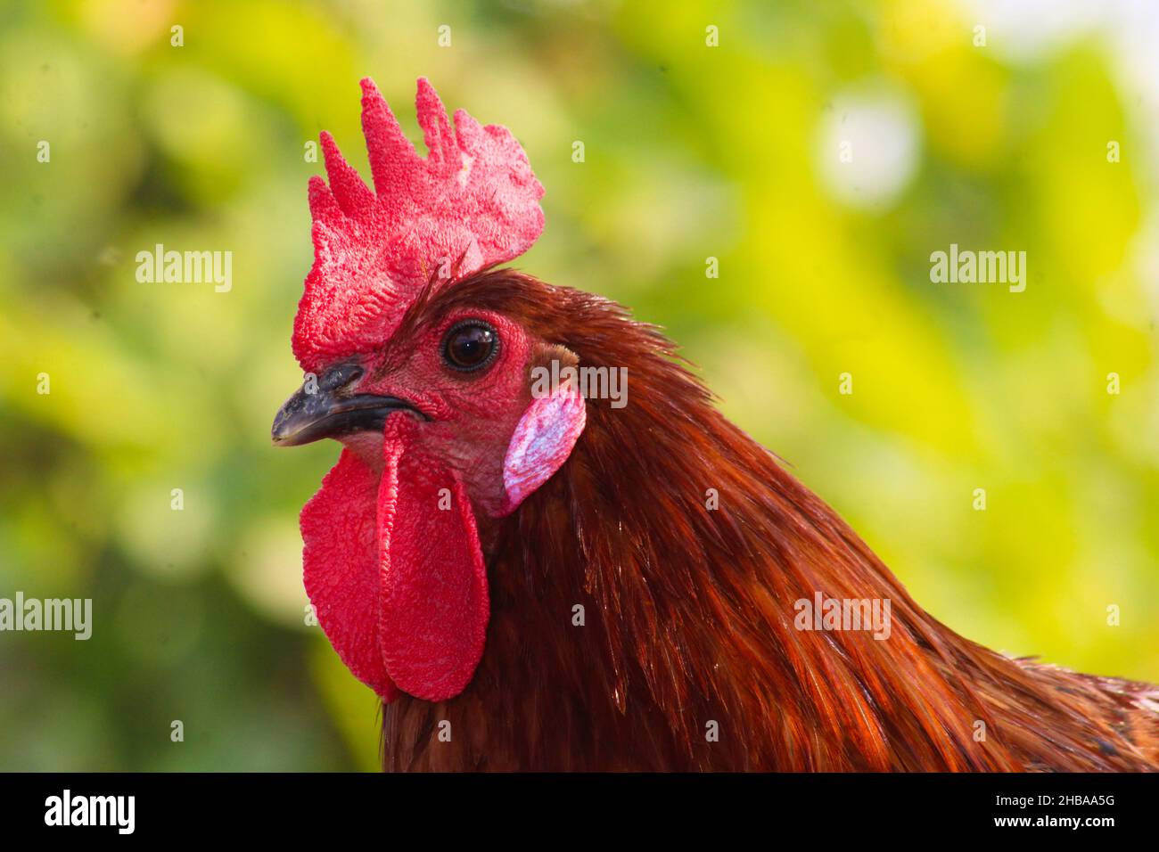 gallina marrone e grigia in giardino Foto Stock