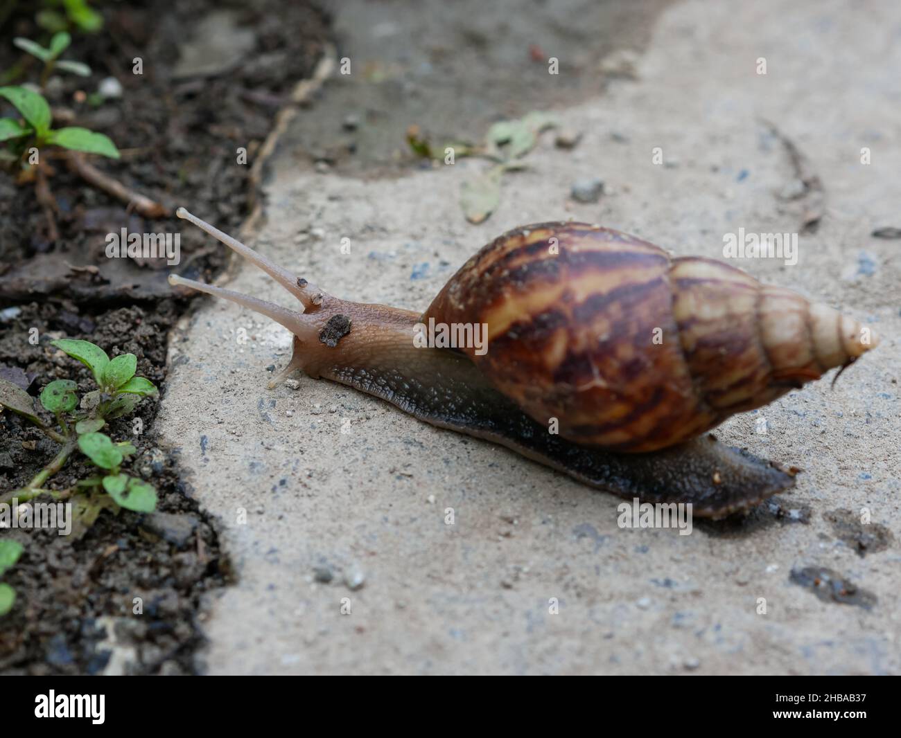 Lumaca o Achatina fulica una delle specie più invasive della terra Foto Stock