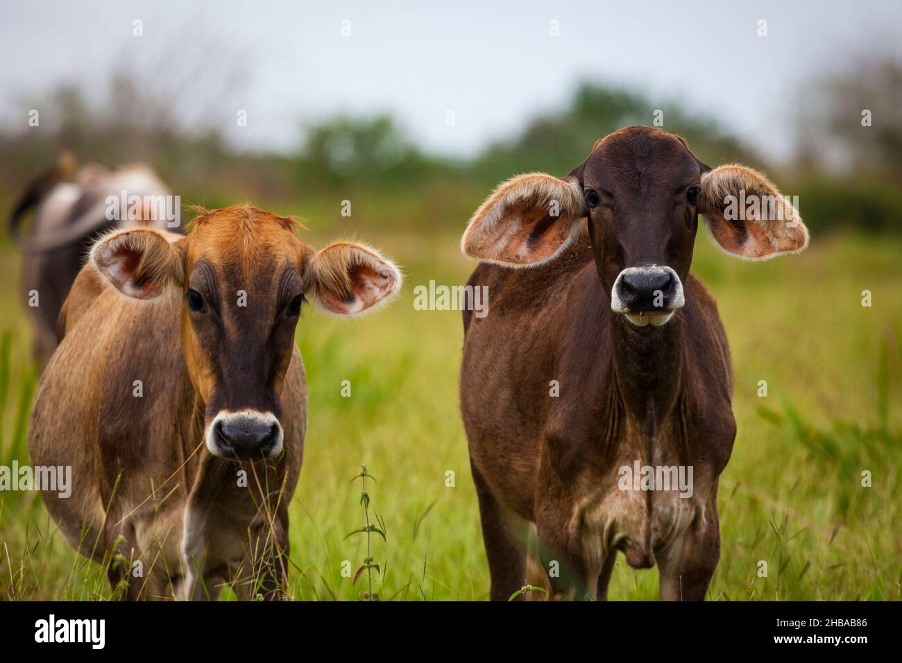 Giovani bovini nei terreni agricoli vicino Cienaga de las Macanas, provincia di Herrera, Repubblica di Panama, America Centrale. Foto Stock