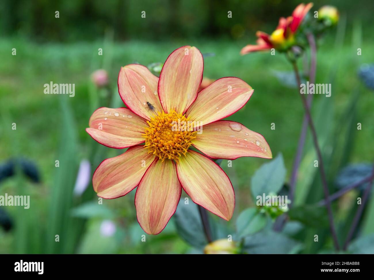 Bellissimo fiore con gocce di rugiada in primo piano Foto Stock