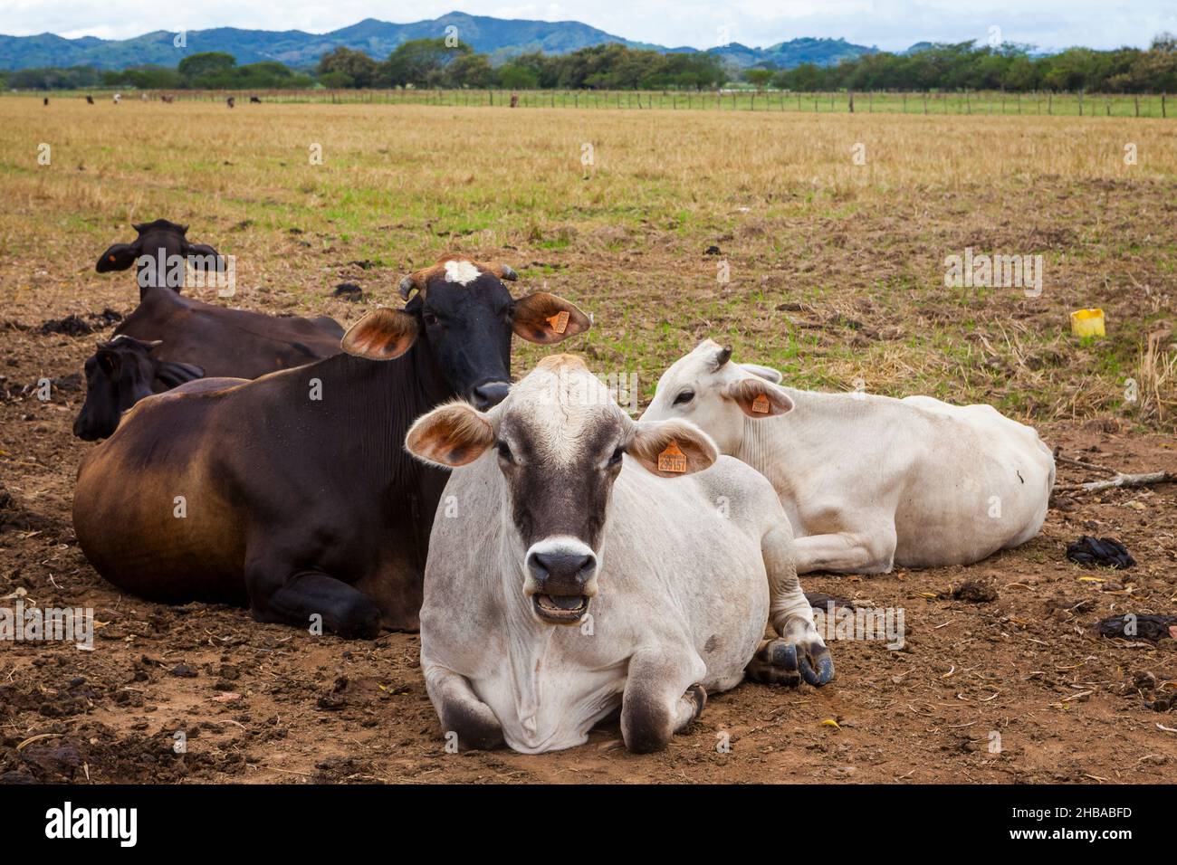 Bestiame che riposa a terra nei terreni agricoli vicino a Cienaga de las Macanas, provincia di Herrera, Repubblica di Panama, America Centrale. Foto Stock