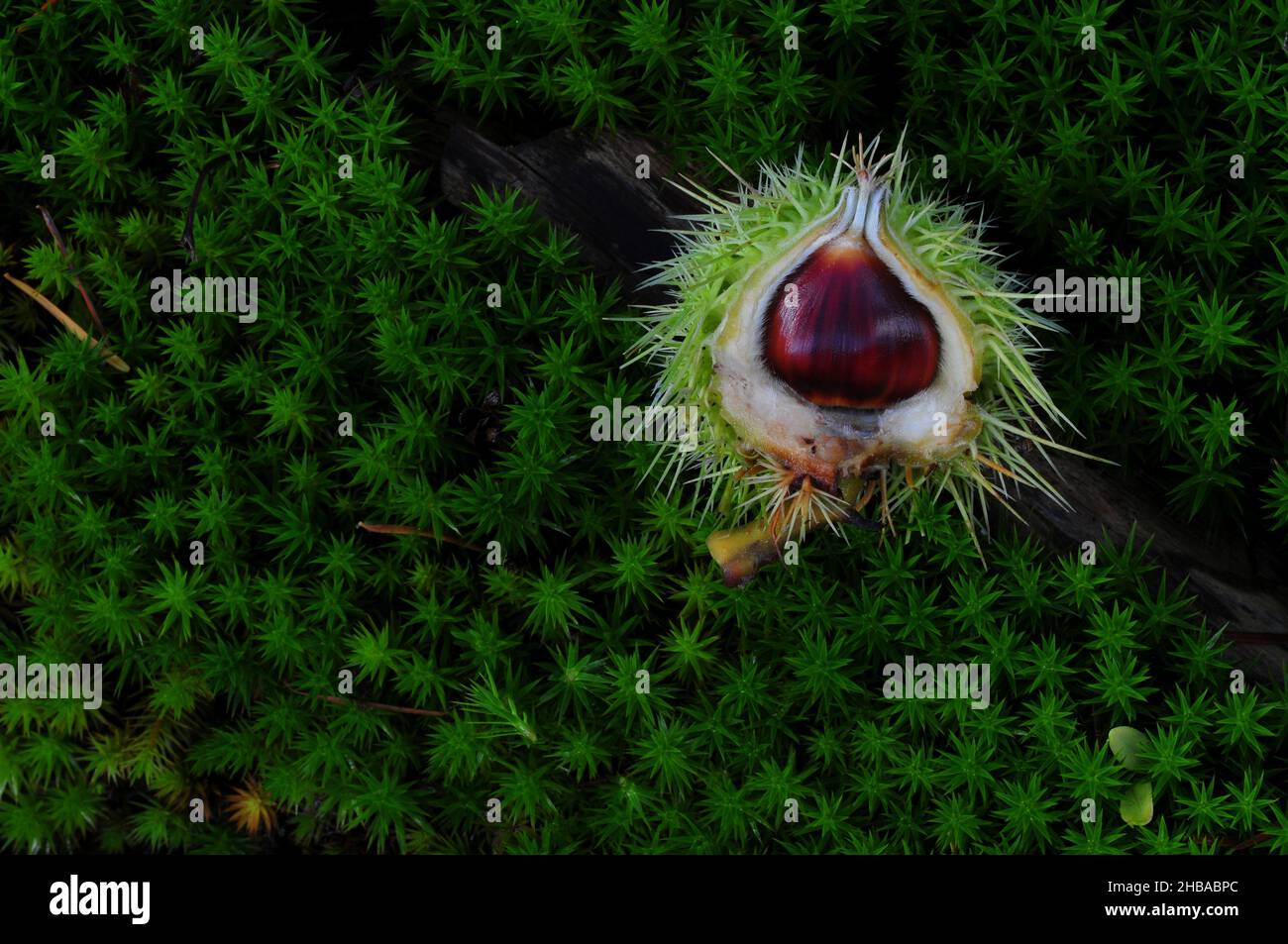 Castagno dolce caduto su muschio stellare, autunno Foto Stock
