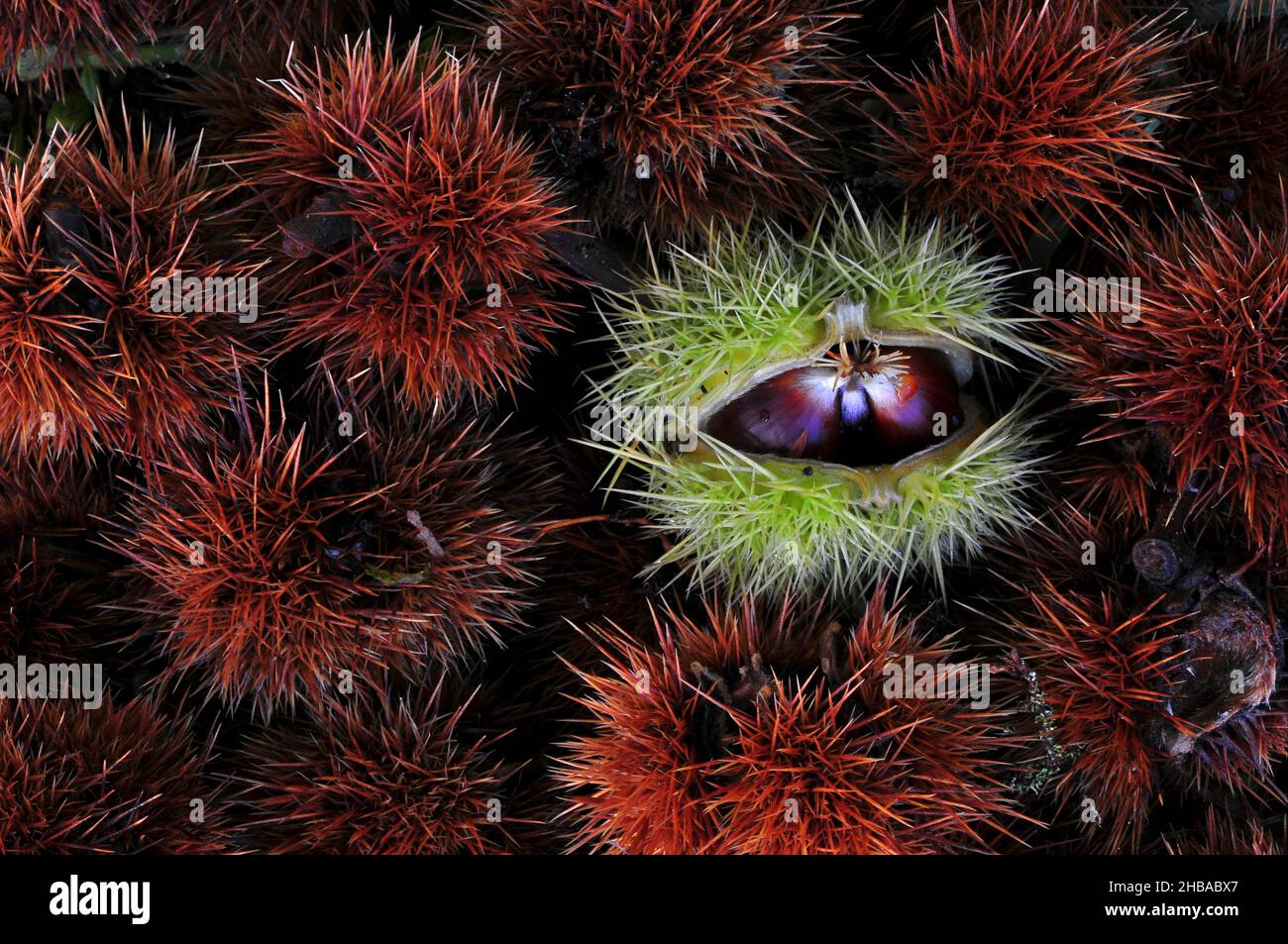 Caduto castagno dolce maturo, autunno Foto Stock