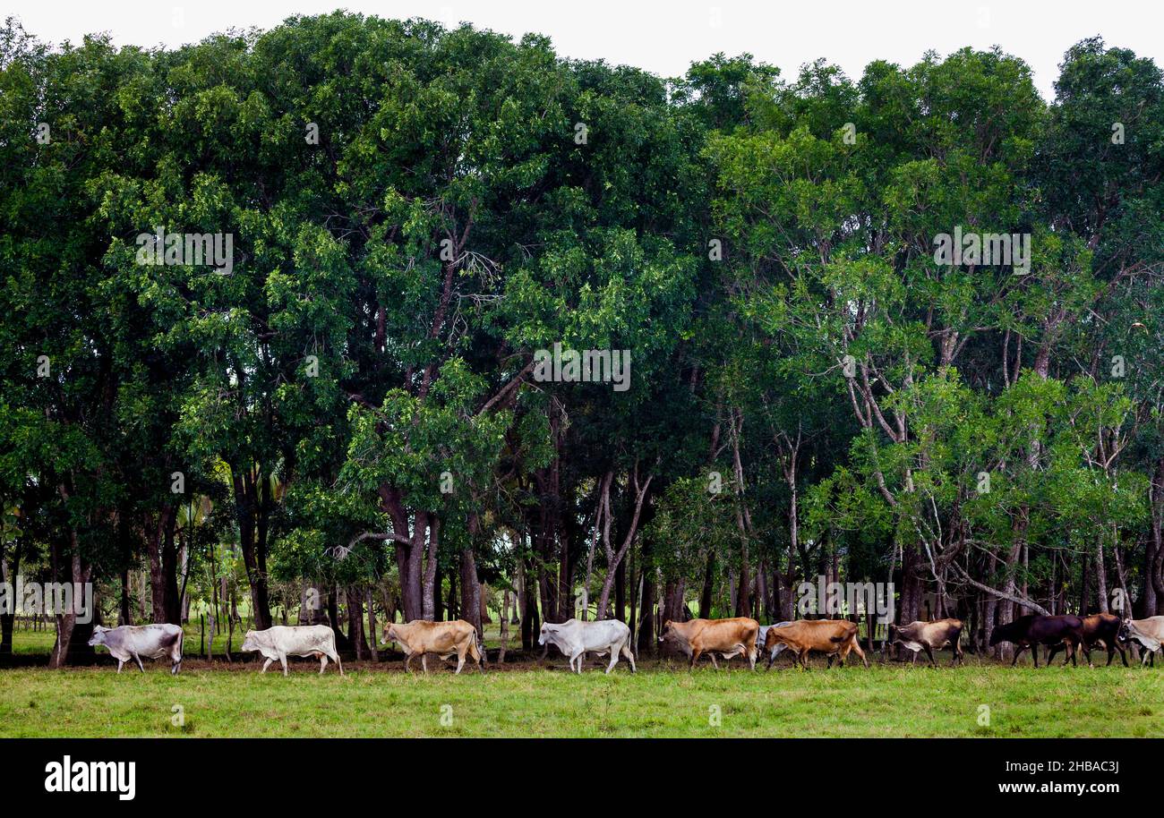 Bestiame che cammina in linea in campi verdi nella provincia di Herrera, Repubblica di Panama, America Centrale. Foto Stock