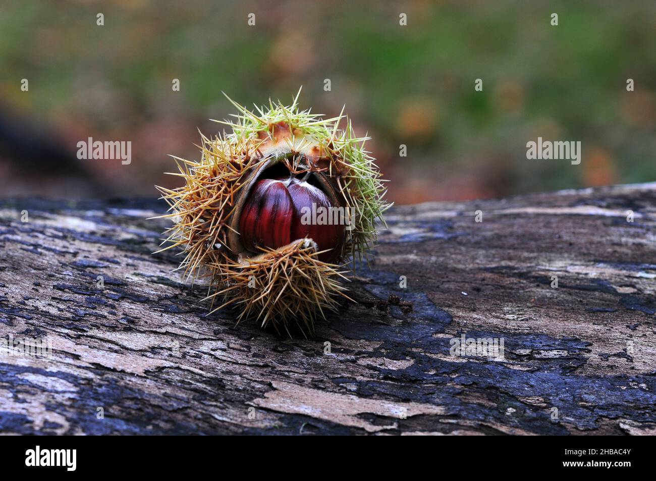 Caduto castagno dolce maturo, autunno Foto Stock