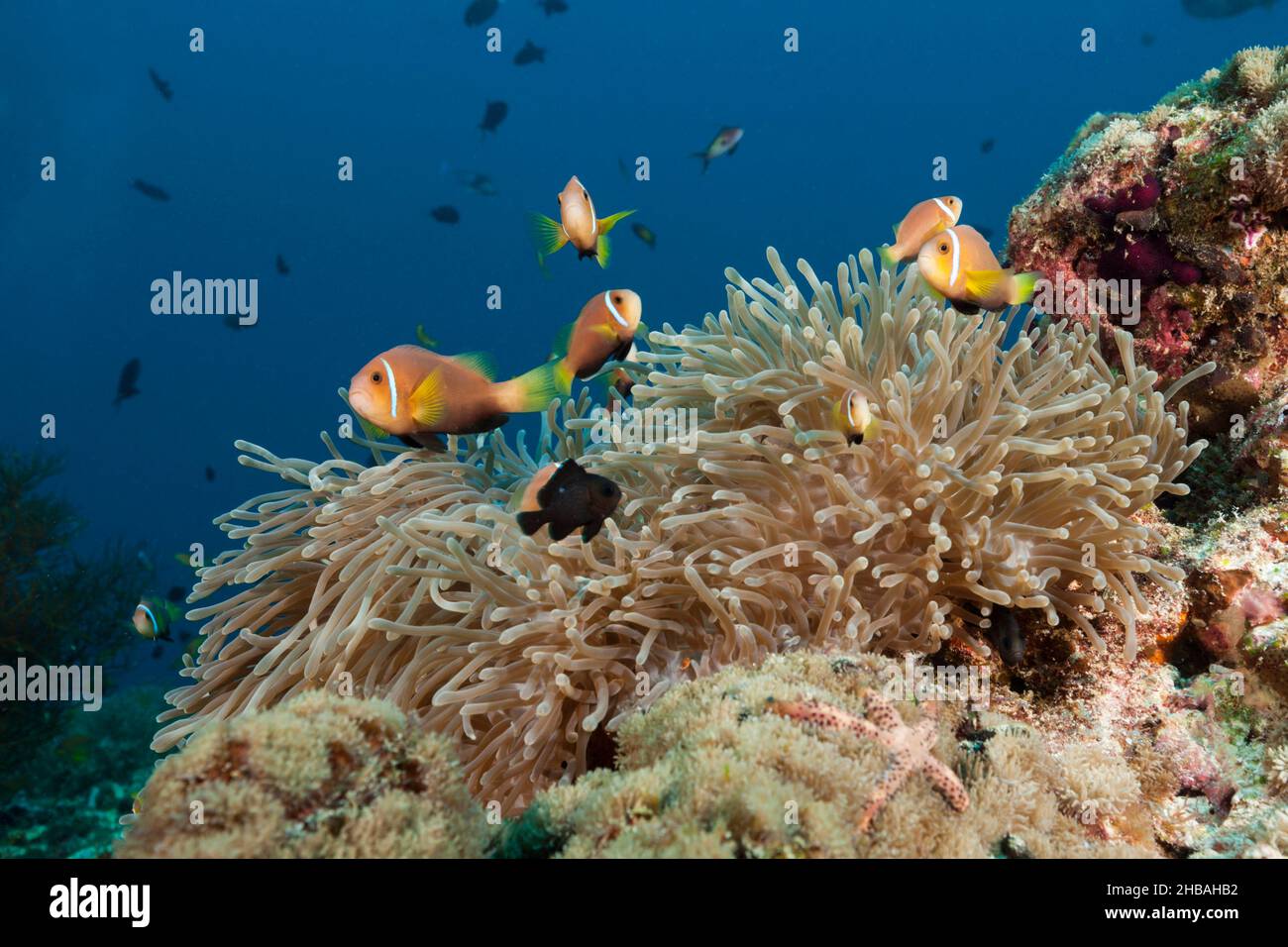 Maldive Anemonefishes, Anemonefipion nigripes, Atollo Nord Ari, Oceano Indiano, Maldive Foto Stock