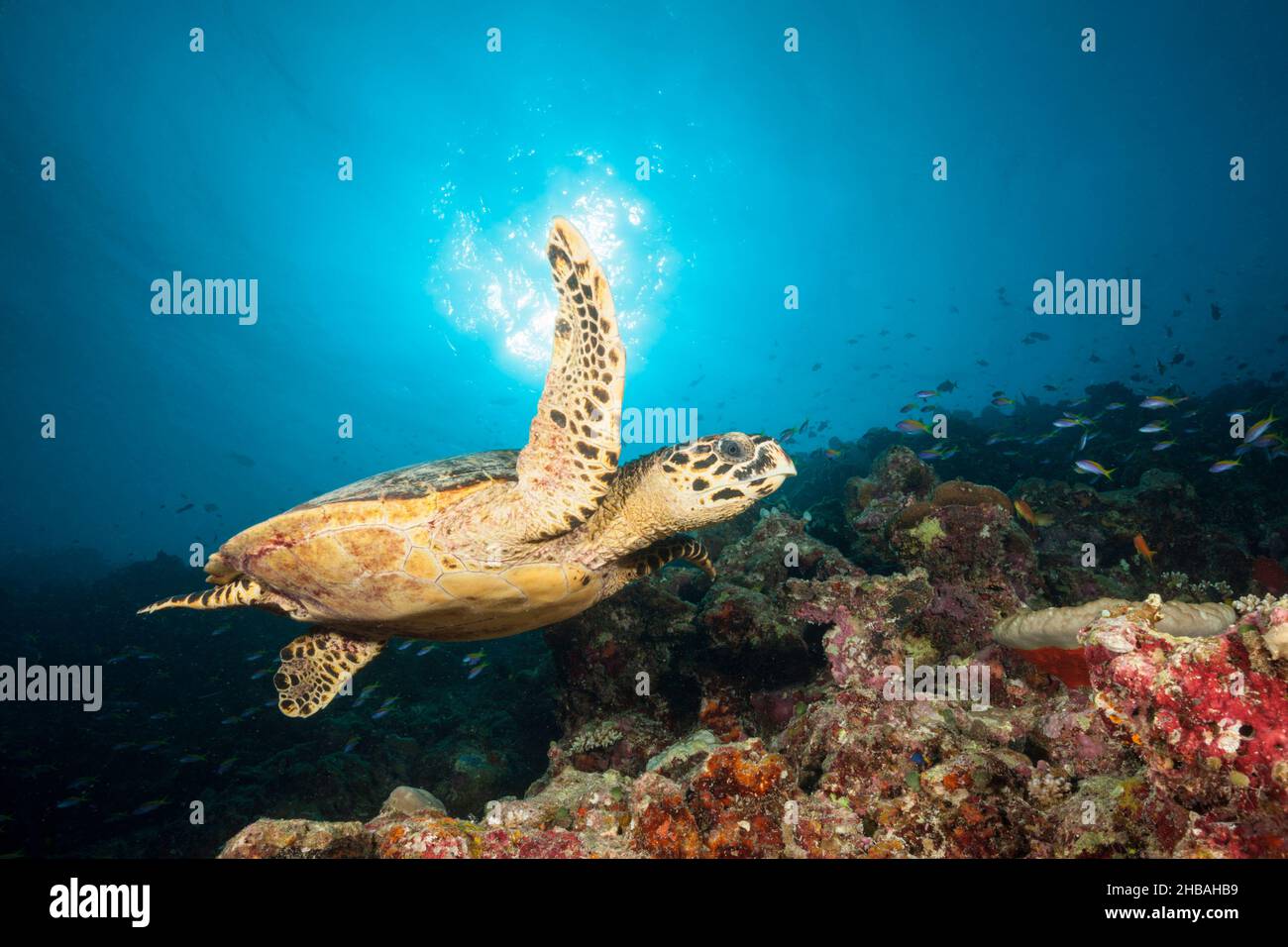 Tartaruga marina di Hawksbill, Eretmochelys imbricata, Atollo di Felidhu, Oceano Indiano, Maldive Foto Stock