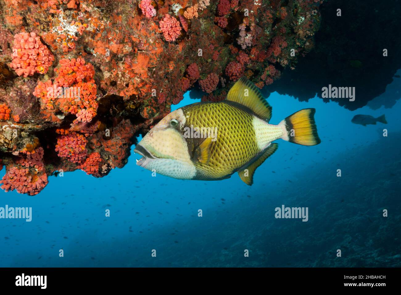 Titano Verde Triggerfish, Balistoides viridescens, Atollo Nord maschio, Oceano Indiano, Maldive Foto Stock