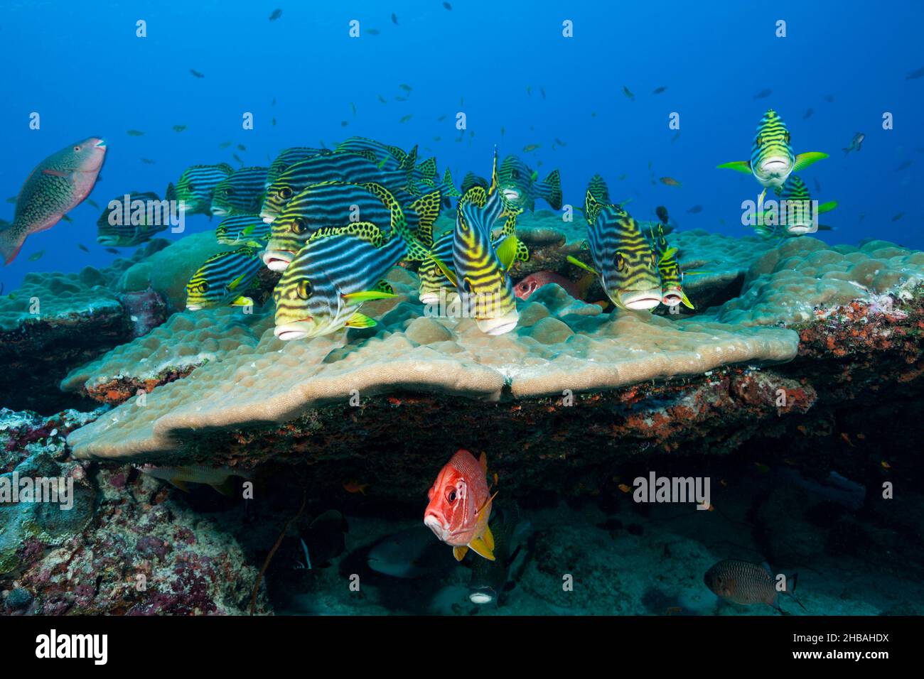 Secca di Sweetlips orientali, Plectorhinchus vittatus, South Male Atoll, Oceano Indiano, Maldive Foto Stock