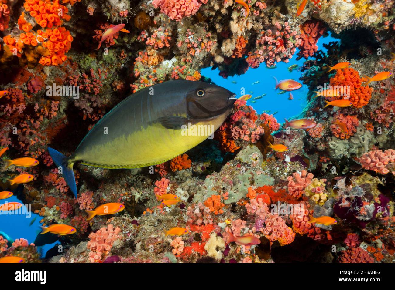 Elegante Unicornfish, naso Hexacanthus, Atollo maschile Nord, Oceano Indiano, Maldive Foto Stock