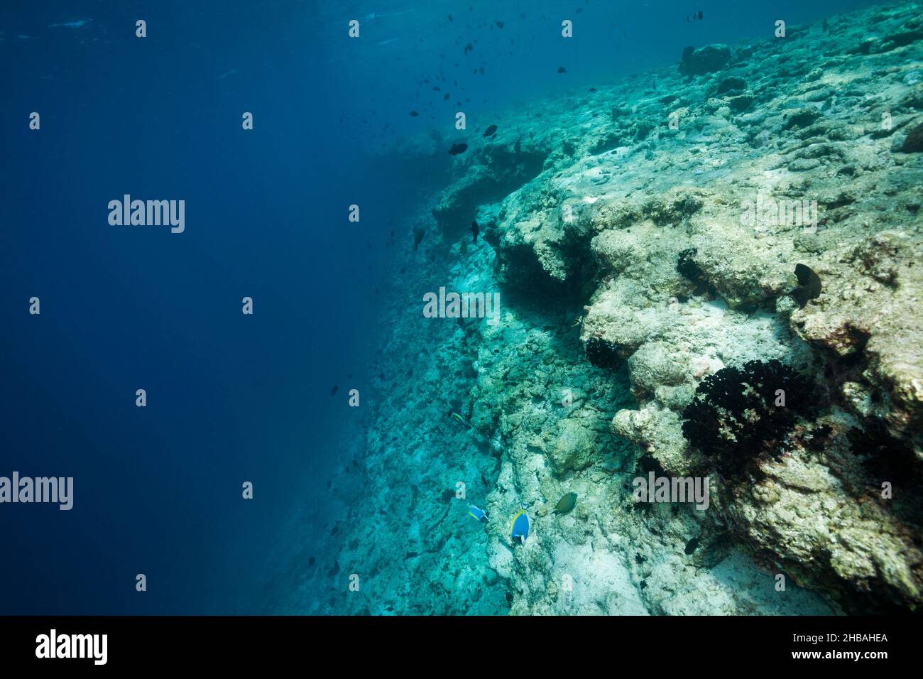 Corallo sbiancato sulla cima della barriera corallina, Atollo di North Male, Oceano Indiano, Maldive Foto Stock