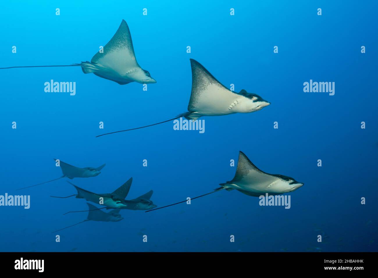 Gruppo di razze di aquila spotted, Aetobatus narinari, Atollo di Felidhu, Oceano Indiano, Maldive Foto Stock