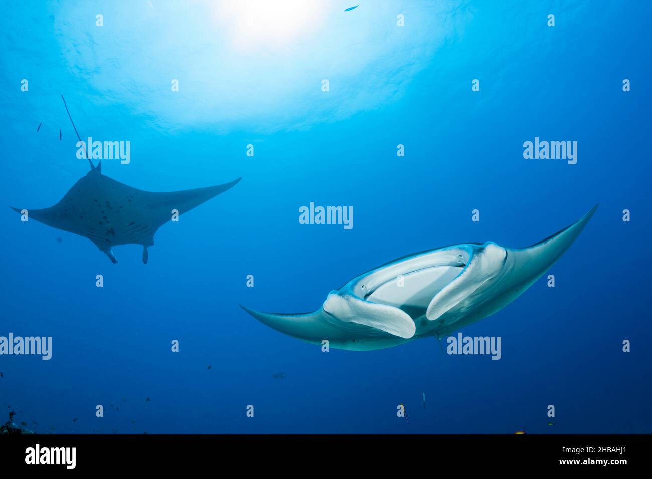 Reef Manta Ray, Manta alfredi, Atollo Nord Ari, Oceano Indiano, Maldive Foto Stock