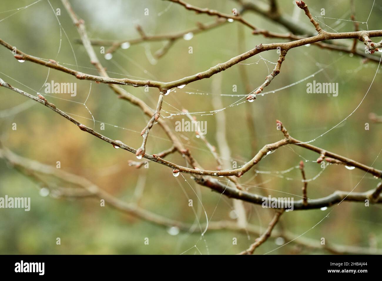 Rametti di alberi bagnati con gocce di pioggia la mattina d'autunno. Foto Stock