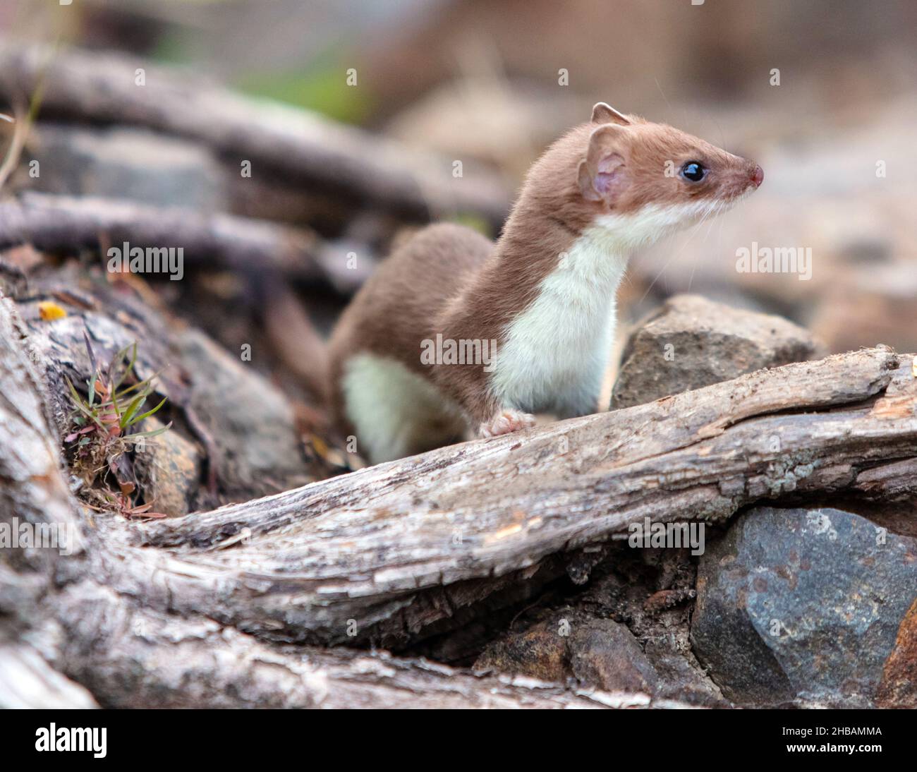 Donnola a coda corta sul terreno del parco nazionale di Yellowstone, Wyoming, USA. La stoat o la donnola a coda corta (Mustela erminea), conosciuta anche come l'ermine eurasiatica, ermine beringia, o semplicemente ermine, è un mustelide originario dell'Eurasia e delle parti settentrionali del Nord America. Una versione unica e ottimizzata di un'immagine di NPS Ranger JW Frank; Credit: NPS/Jacob W. Frank Foto Stock