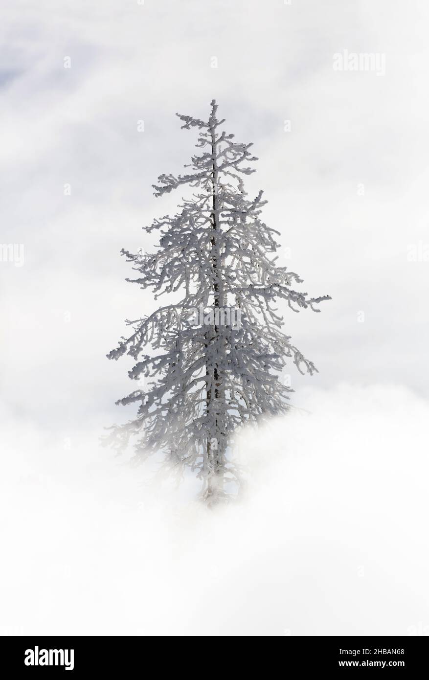 Albero coperto di ghiaccio di rime vicino al vulcano fango Yellowstone National Park, Wyoming, Stati Uniti d'America Una versione unica, ottimizzata di un'immagine da NPS Ranger JW Frank; Credit: NPS/Jacob W. Frank Foto Stock