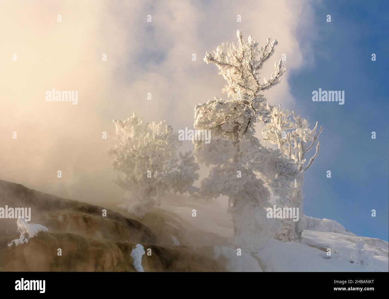 Albero ricoperto di ghiaccio vicino a palette Spring, Mammoth Hot Springs, Yellowstone National Park, Wyoming, Stati Uniti d'America. Il ghiaccio Rime si forma quando le goccioline di liquido dell'acqua sovrraffreddata congelano sulle superfici. Una versione unica e ottimizzata di un'immagine di NPS Ranger JW Frank; Credit: NPS/Jacob W. Frank Foto Stock