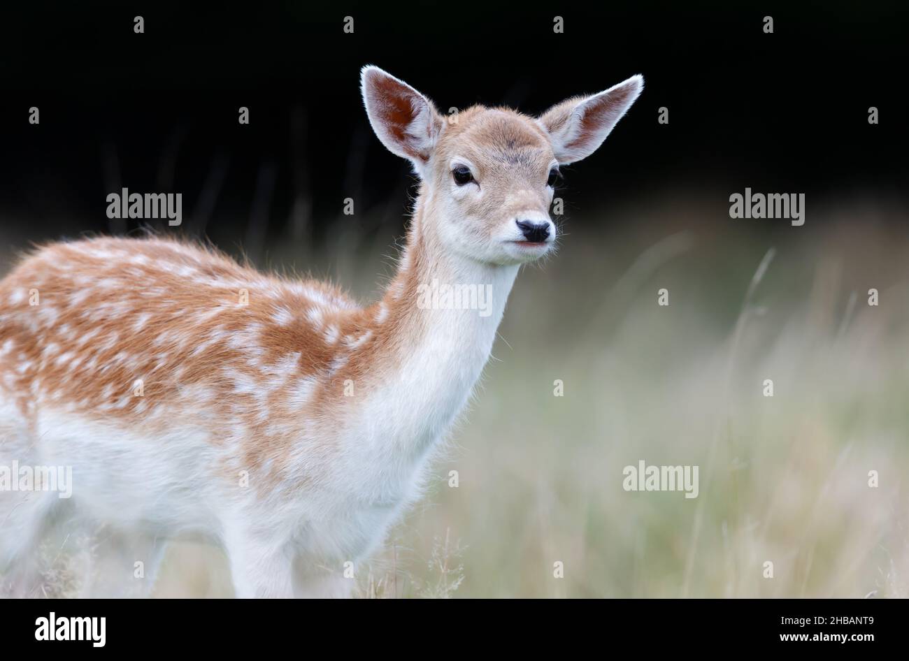 Primo piano di un cervo fiato in piedi nel prato in autunno, Regno Unito. Foto Stock