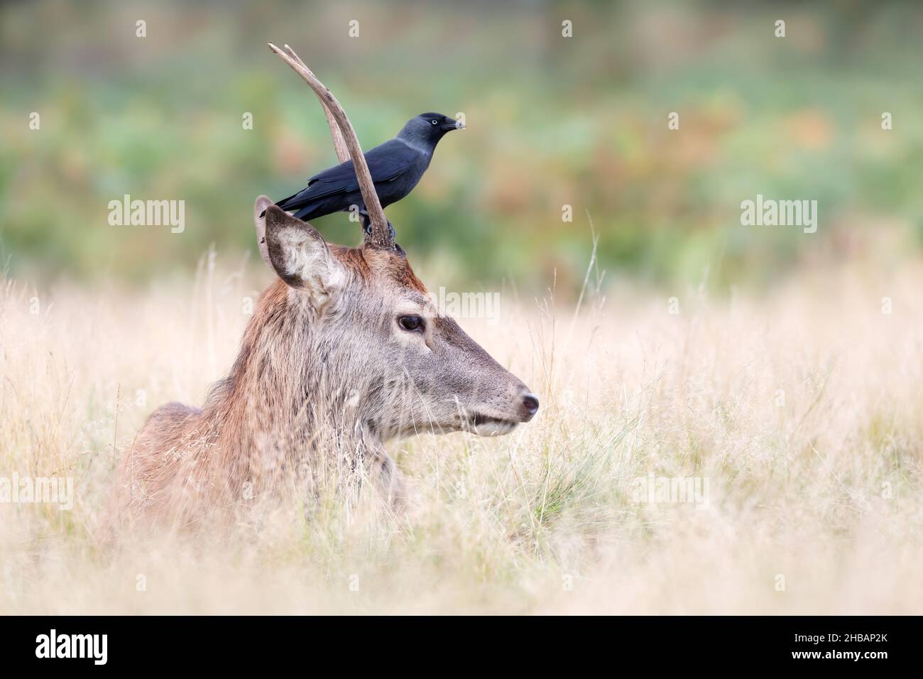 Primo piano di un giovane cervo rosso con un jackdaw seduto sulla sua testa, Regno Unito. Foto Stock
