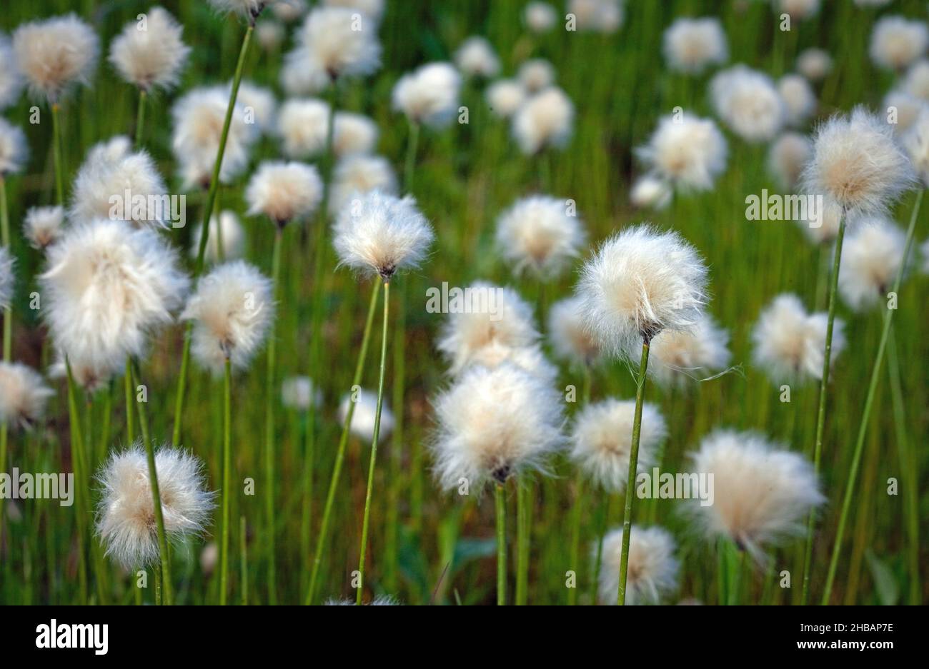 Eriophorum di cotone Grass sp. Denali National Park & Preserve Alaska, Stati Uniti d'America Una versione unica e ottimizzata di un'immagine di fiori selvatici da NPS Ranger JW Frank; Credit: NPS/Jacob W. Frank Foto Stock