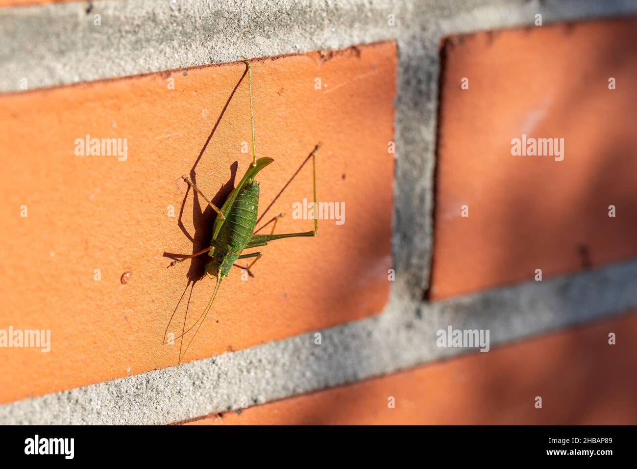 Un ritratto laterale di leptophys punctatissima o un grashopper verde di cricket cespugliato seduto su una parete di mattoni rossi al sole. L'insetto h Foto Stock
