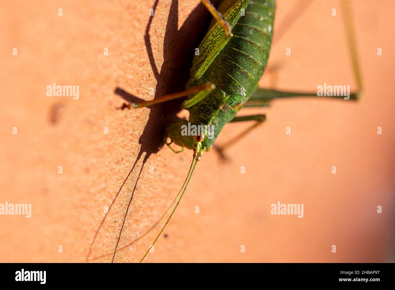 Un ritratto macro di un cricket verde punteggiato di cespugli o leptophys punctatissima grashopper seduto su una parete rossa di mattoni al sole. L'insetto ha Foto Stock