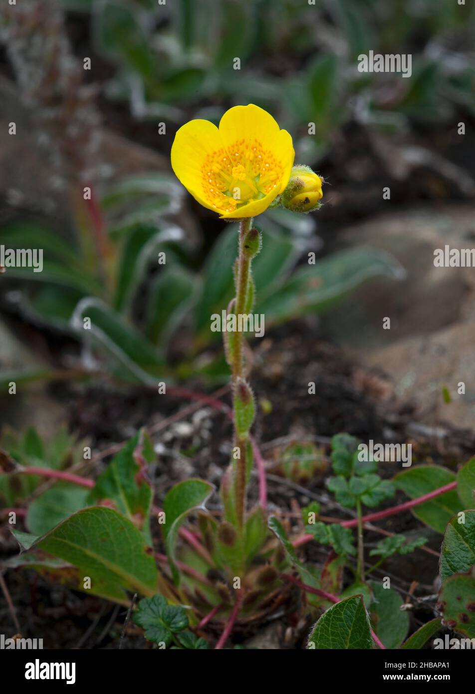 Spider Plant Saxifraga flagellaris Denali National Park & Preserve Alaska, Stati Uniti d'America Una versione unica e ottimizzata di un'immagine di fiori selvatici di NPS Ranger JW Frank; Credit: NPS/Jacob W. Frank Foto Stock