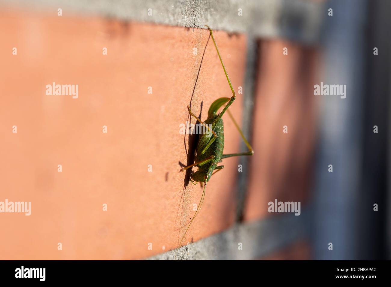 Un ritratto laterale di un cricket verde punteggiato di cespuglio o di leptophys punctatissima grashopper seduto su una parete rossa di mattoni al sole. L'insetto h Foto Stock