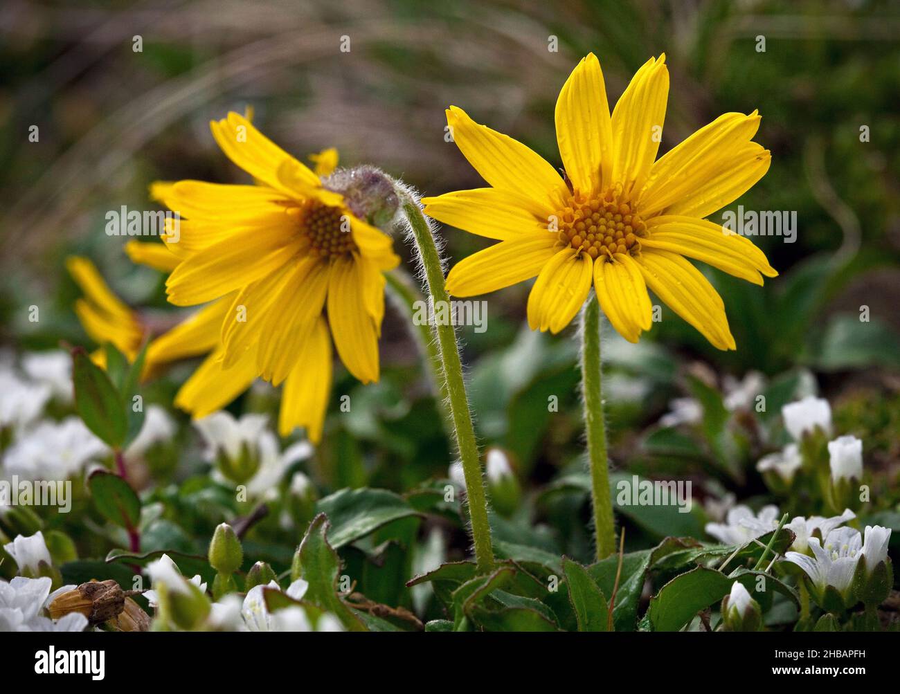 Lezioni Arnica Arnica Lessingii Denali National Park & Preserve Alaska, Stati Uniti d'America Una versione unica, ottimizzata di un'immagine di fiori selvatici da NPS Ranger JW Frank; Credit: NPS/Jacob W. Frank Foto Stock