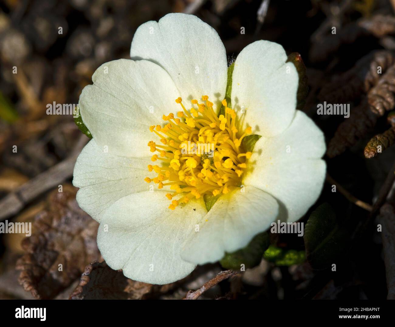 Mountain Avens Dryas octopetala Denali National Park & Preserve Alaska, Stati Uniti d'America Una versione unica e ottimizzata di un'immagine di fiori selvatici da NPS Ranger JW Frank; Credit: NPS/Jacob W. Frank Foto Stock