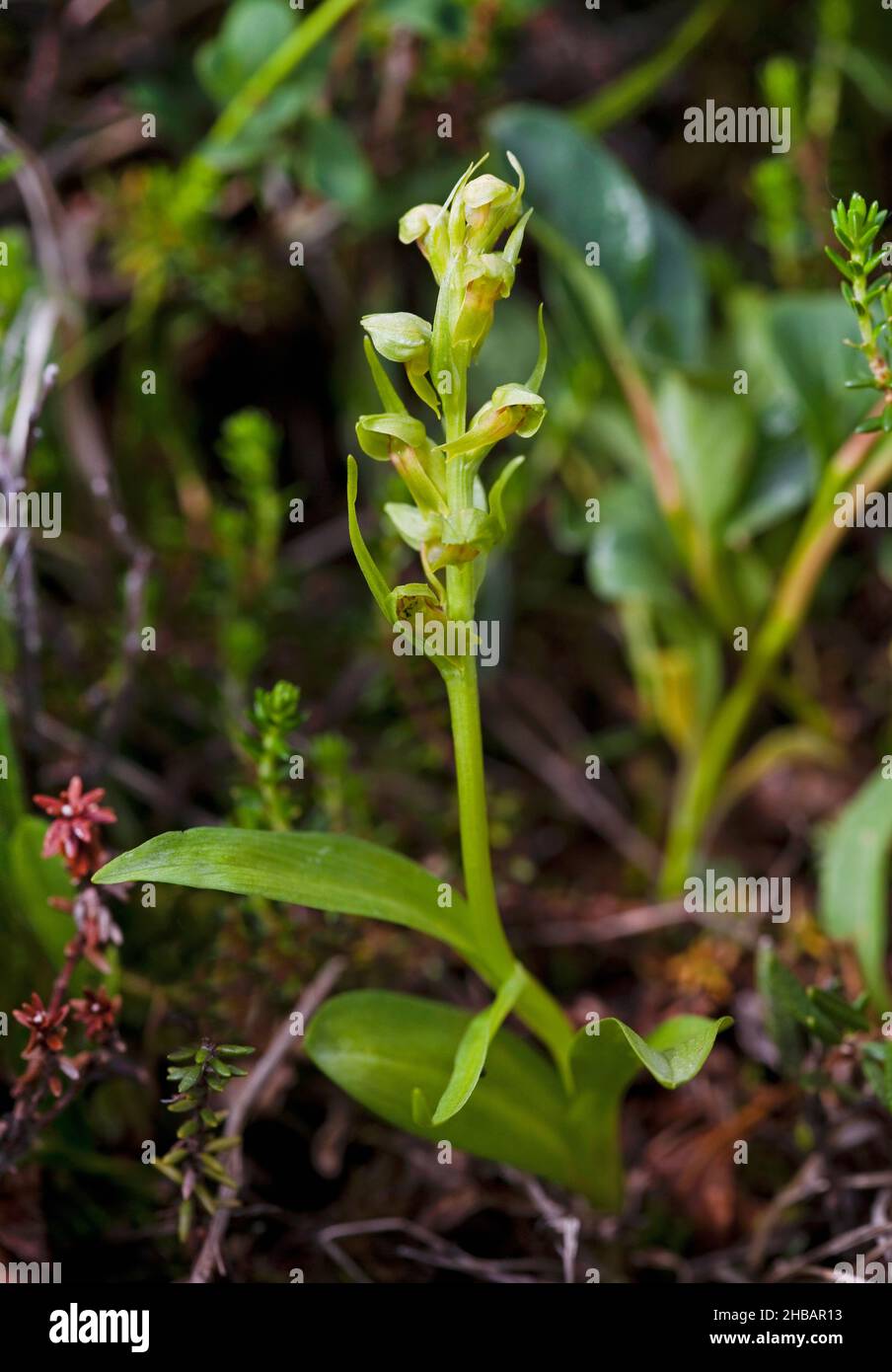 Frog Orchid Coeloglossum viride ssp. Bracteatum Denali National Park & Preserve Alaska, Stati Uniti d'America Una versione unica e ottimizzata di un'immagine di NPS Ranger JW Frank; Credit: NPS/Jacob W. Frank Foto Stock
