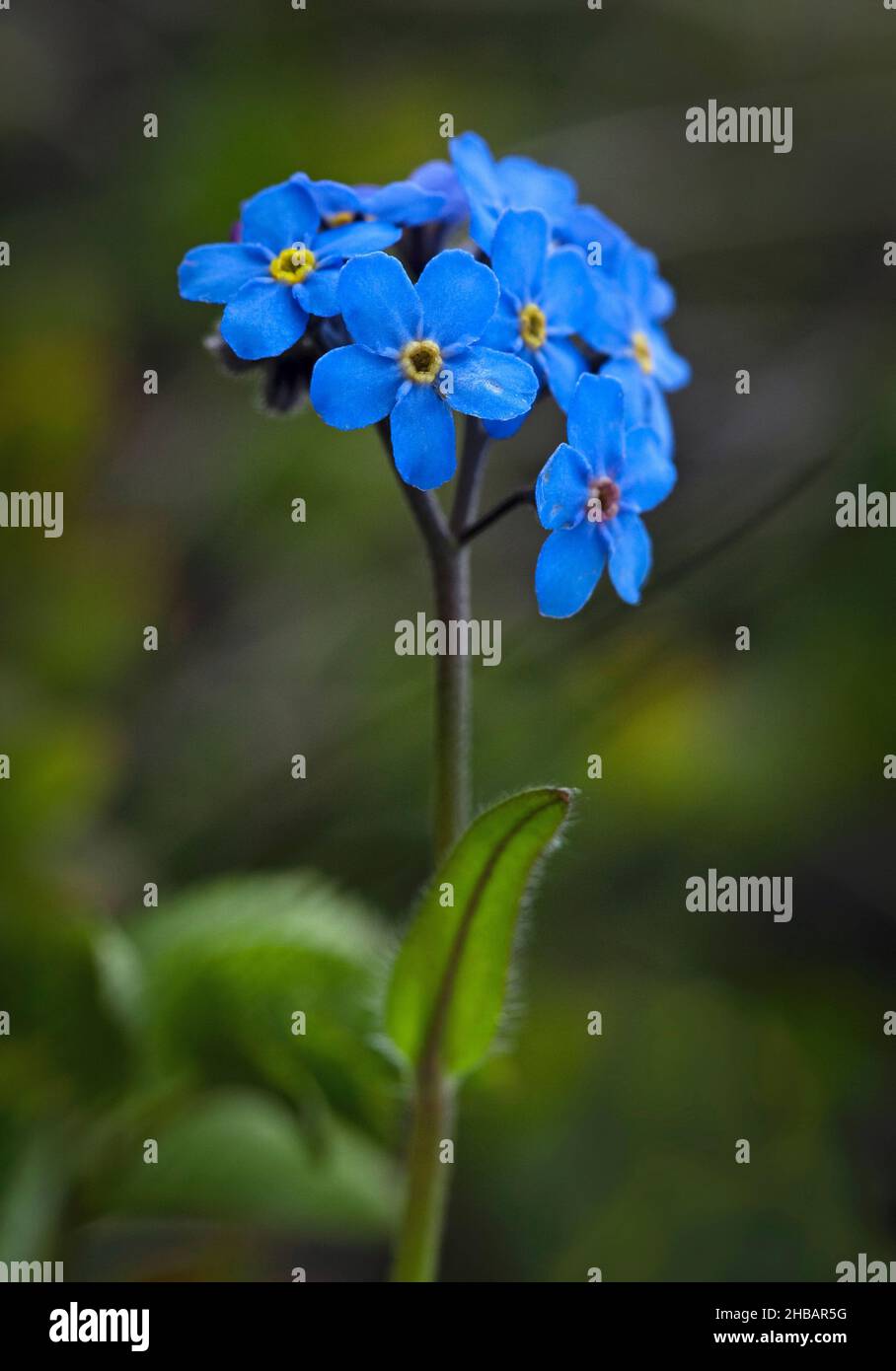 Alpine Forget-me-not Myosotis alpestris Denali National Park & Preserve Alaska, Stati Uniti d'America Una versione unica e ottimizzata di un'immagine di NPS Ranger JW Frank; Credit: NPS/Jacob W. Frank Foto Stock