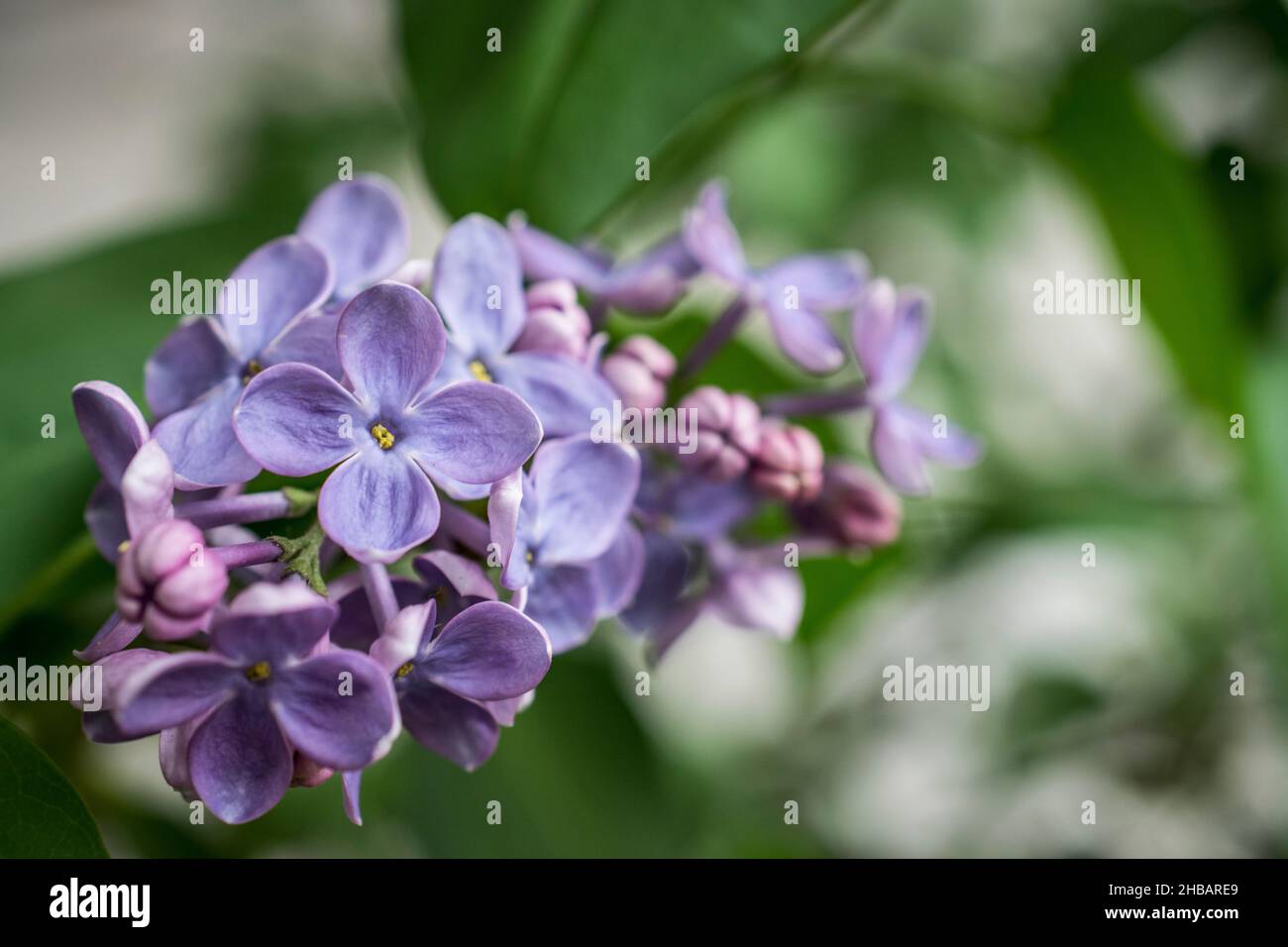 Una foto ravvicinata di un fiore viola lilla in primavera Foto Stock