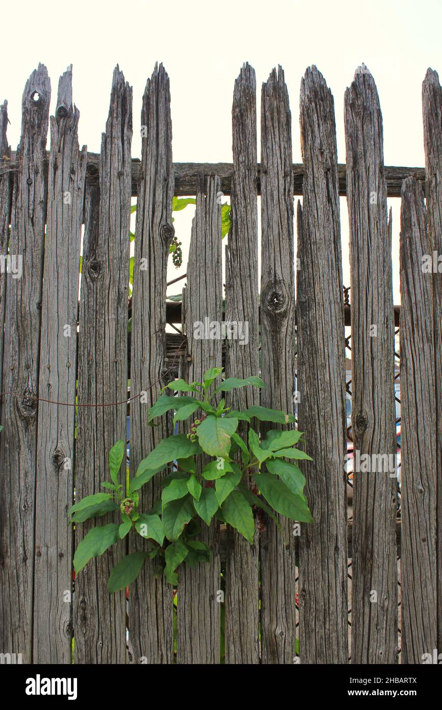 Vecchio rustico legno intemperiato semplice e semplice recinto picket. Foto Stock