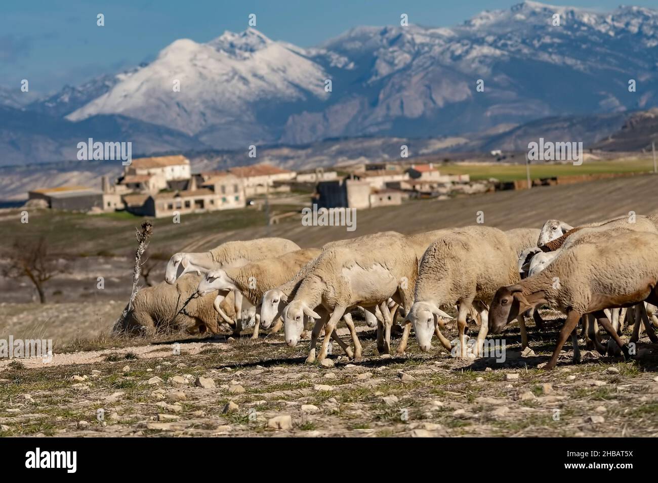 Ovis Orientalis ariete - la pecora è un mammifero quadruplicato domestico. Foto Stock