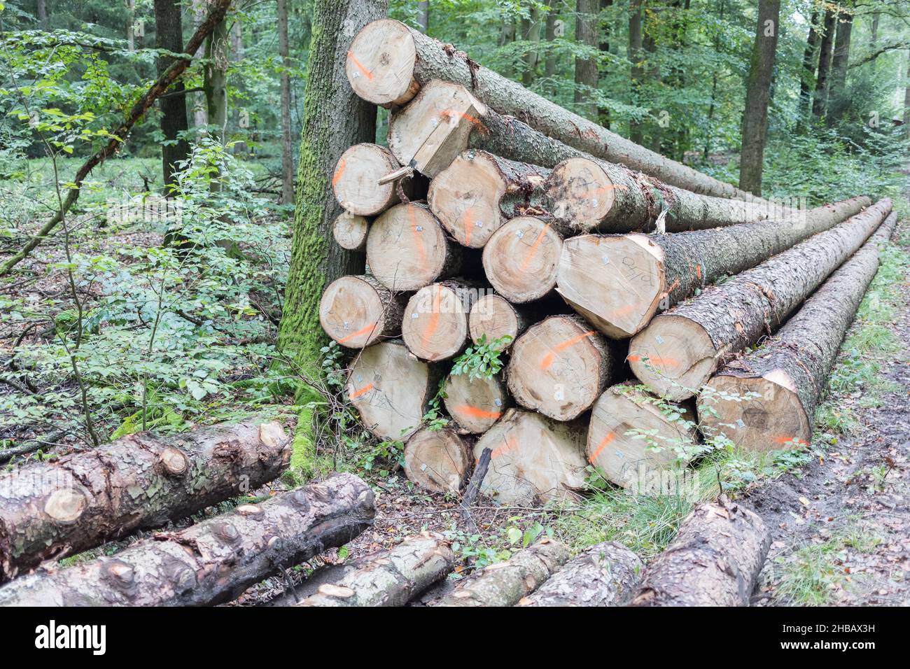 cumulo di legno in una foresta decidua Foto Stock