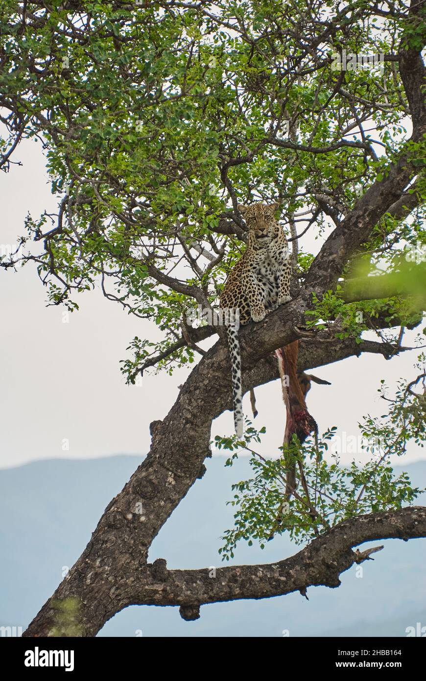leopardo, Panthera pardus, un grande predatore e gatto selvatico africano seduto in alto in un albero con un Impala morto come sua preda Foto Stock