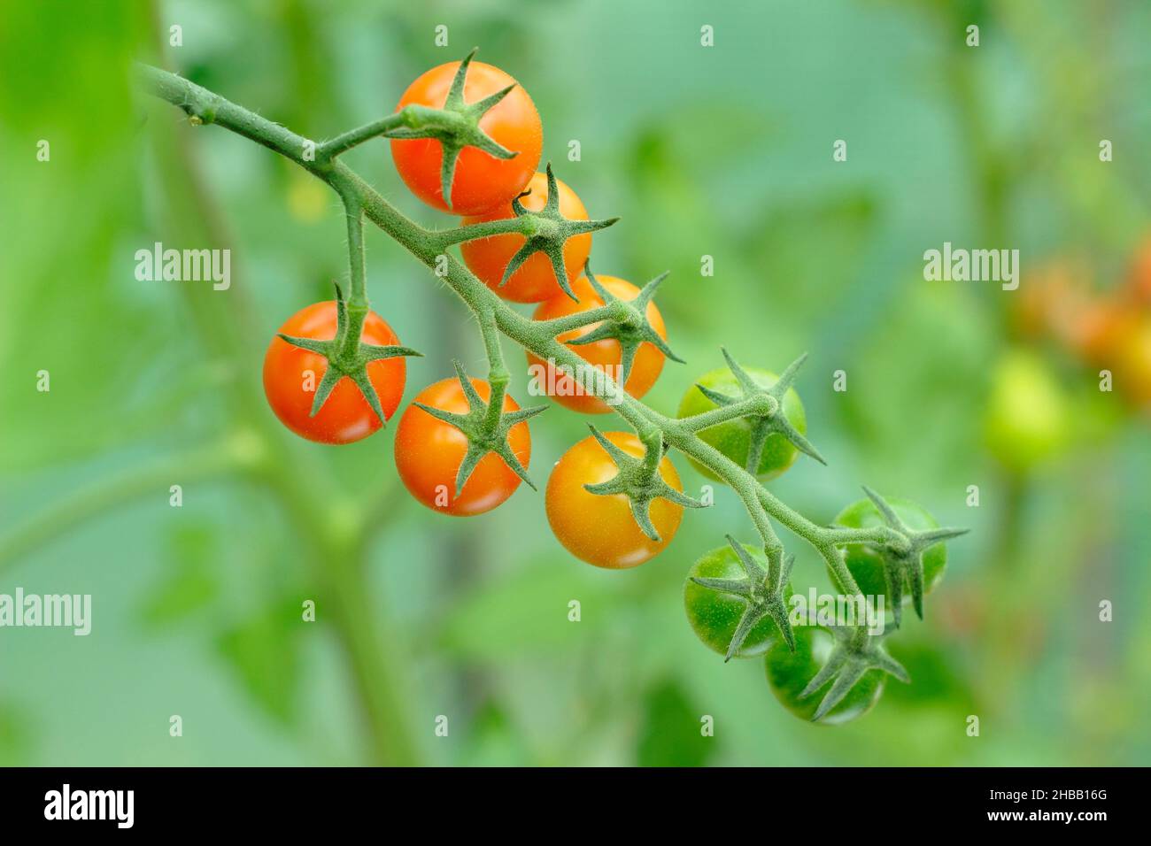 Pomodori Sungold coltivati sulla vite. Solanum lycopersicum Sungold F1 pomodori ciliegini in una serra britannica. Foto Stock