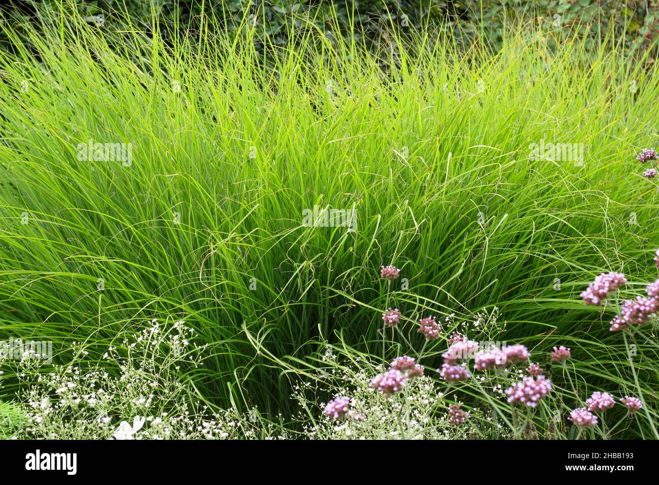Miscanthus sinensis gracillimus erba decidua ornamentale nel Regno Unito fine estate giardino confine. Chiamato anche 'eulalia 'Gracillimus Foto Stock