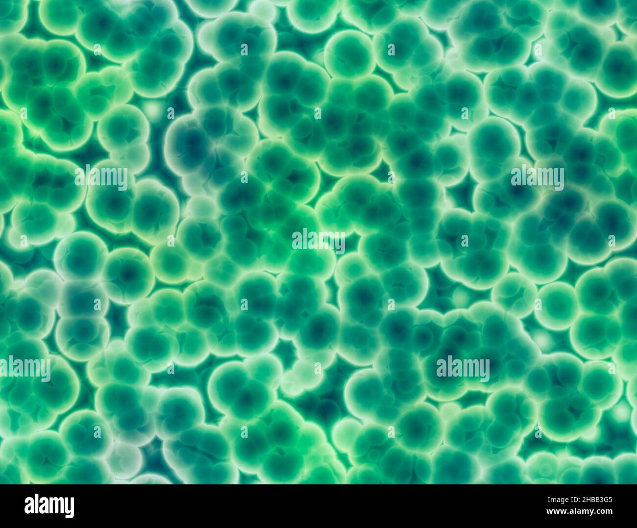 Cellule, microrganismi, formazione della vita. Duplicazione delle celle. Formazione di batterie e microrganismi visti al microscopio. Struttura batterica Foto Stock